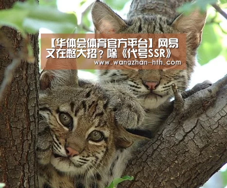 华体会